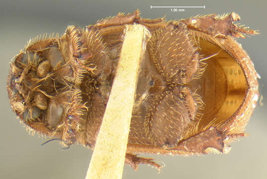 Image of Glaresis ecostata Fall 1907