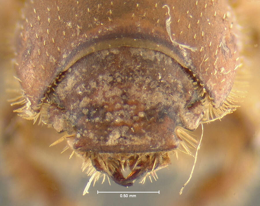 Image of Glaresis ecostata Fall 1907