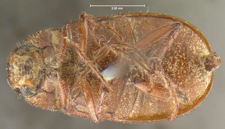 صورة Diplotaxis basalis Fall 1909