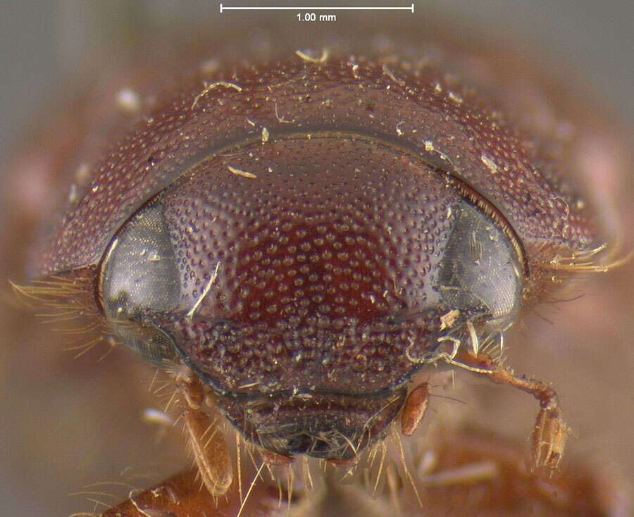 صورة Diplotaxis chiricahuae Fall 1909