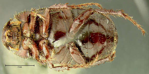 صورة Diplotaxis conformis Fall 1909