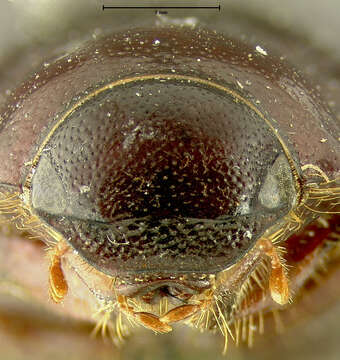 صورة Diplotaxis conformis Fall 1909