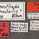 Image of Heterothops ocularis Blackwelder 1943