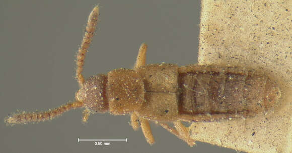 Слика од Microdonia nitidiventris (Brues 1904)