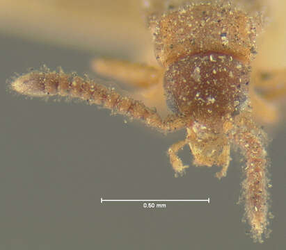 Image of Microdonia nitidiventris (Brues 1904)