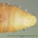 Слика од Microdonia laticollis (Brues 1902)