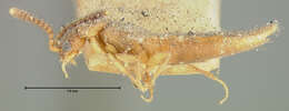 Image of Microdonia laticollis (Brues 1902)