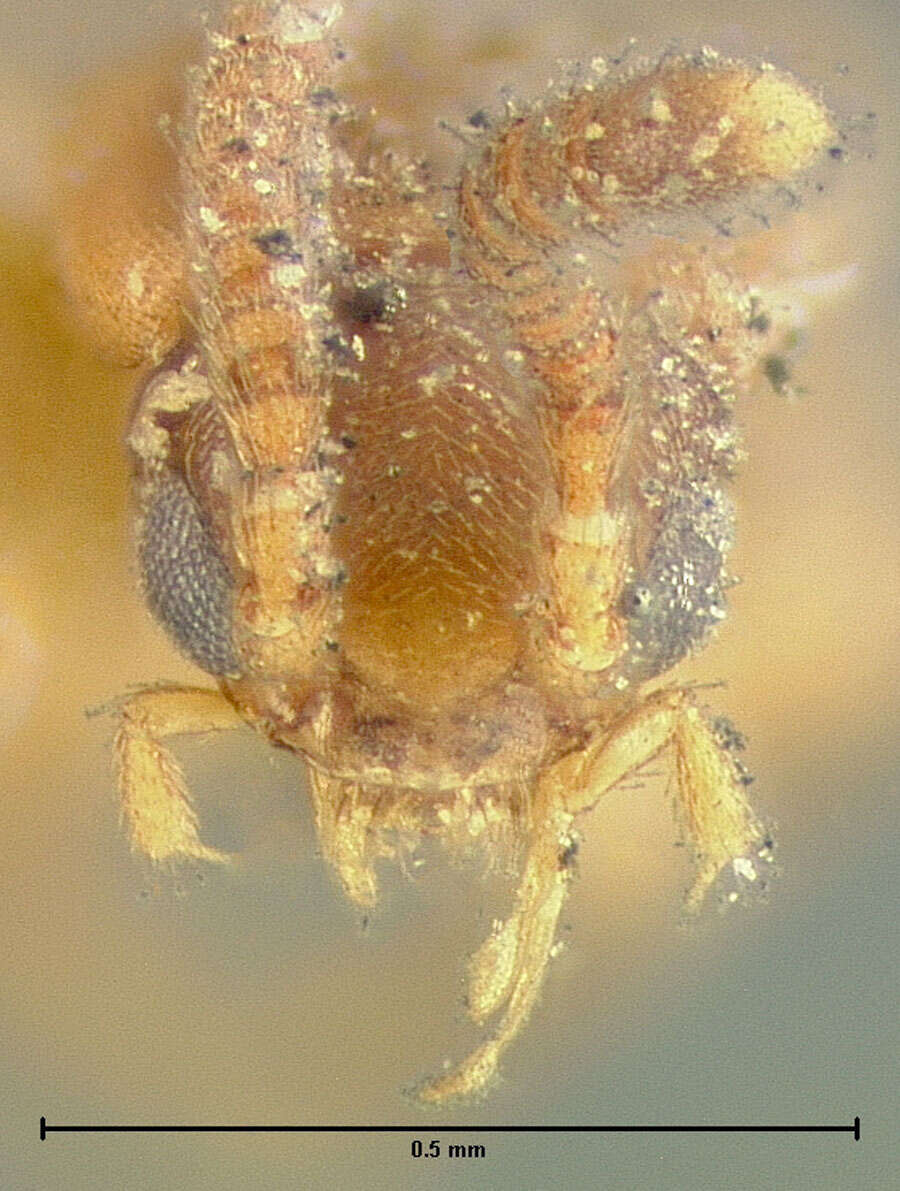 Image of Microdonia laticollis (Brues 1902)