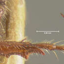 Image of Coenonycha parvula Fall 1901