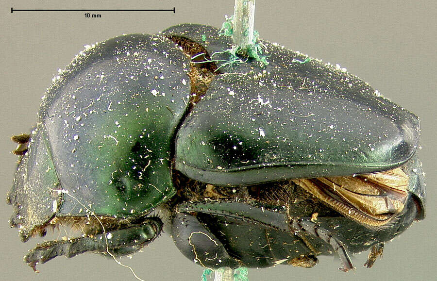 Image of Canthon (Francmonrosia) tetraodon Blanchard 1846