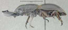 Image of Lissapterus pelorides (Westwood 1855)