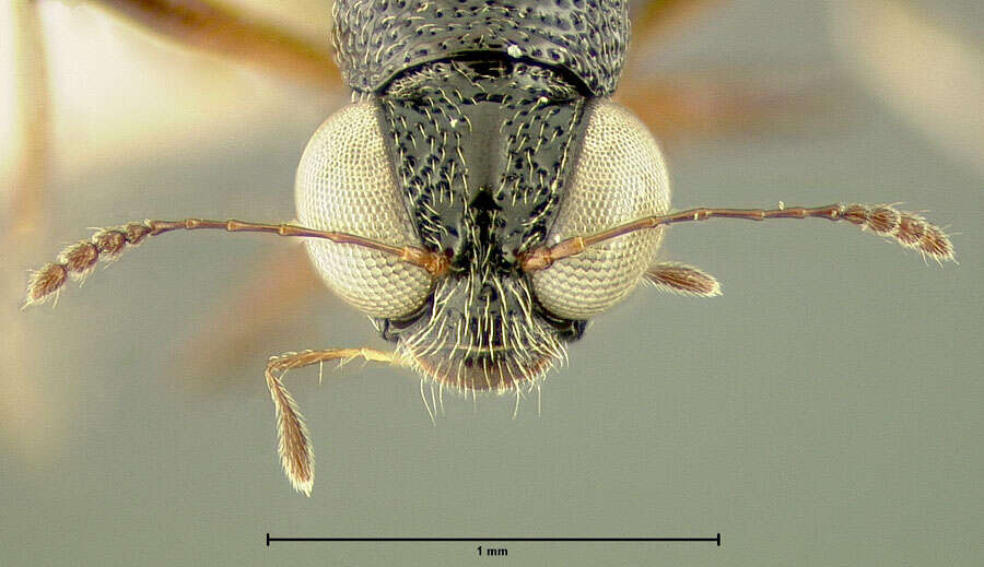 Image of Stenus (Hypostenus) antillensis Benick & L. 1917