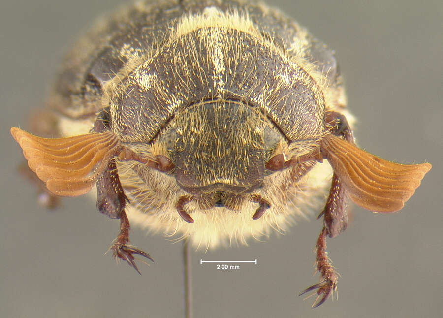 Image of Polyphylla uteana Tanner 1928