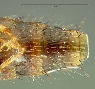 Image of Lordithon consors Campbell 1982