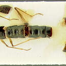 Image of Stenus (Hypostenus) capito Puthz 1982