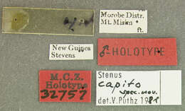 Stenus (Hypostenus) capito Puthz 1982 resmi