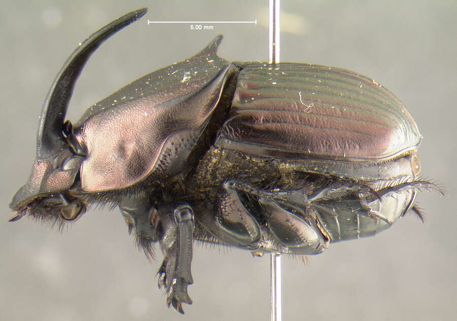 Imagem de Phanaeus (Phanaeus) triangularis Say 1823