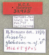 Image of Lissotes globosus Bomans 1986