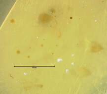 Sivun Neohypnus pusillus (Sachse 1852) kuva