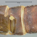 Image of Linohesperus rhomboides Smetana 1982