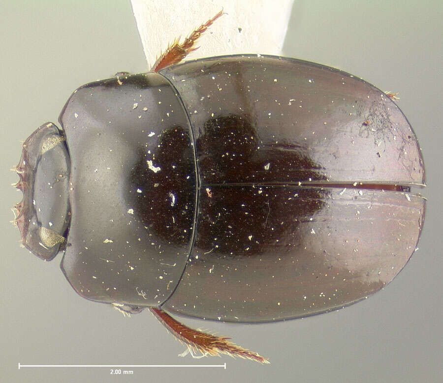 Sivun Canthochilum darlingtoni Matthews 1969 kuva