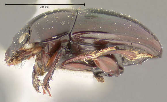 Sivun Canthochilum darlingtoni Matthews 1969 kuva