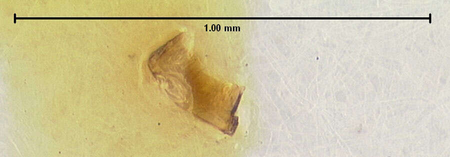 Image of Edaphus peninsularis Puthz 1979