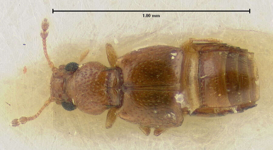 Image of Edaphus peninsularis Puthz 1979