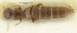 Image of Stenaesthetus okinawaensis Puthz 1986