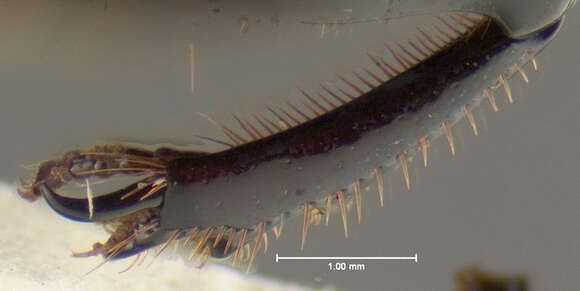 Image of Dichotomius (Luederwaldtinia) femoratus Howden & Young 1981