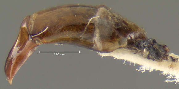 Image of Dichotomius (Luederwaldtinia) femoratus Howden & Young 1981