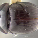 Image of Liparochrus laevissimus Paulian 1980