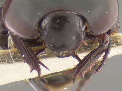 Image of Liparochrus