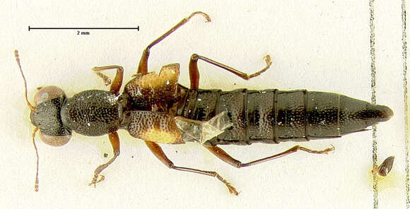 Image of Stenus (Hemistenus) bisignatus Puthz 1977