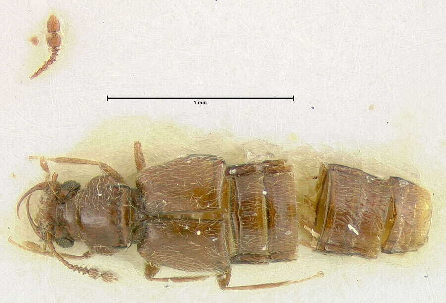 Image of Edaphus okinawaensis Puthz 1980