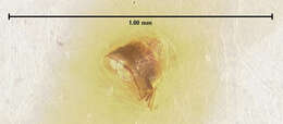 Image of Edaphus peninsularis Puthz 1979