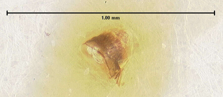 Image of Edaphus peninsularis Puthz 1979