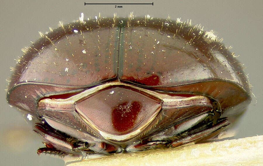 Imagem de Haroldius philippinensis Pereira 1954