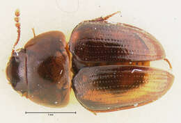 Image of Stetholiodes laticollis Fall 1910