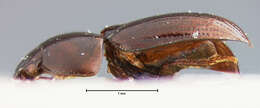 Image of Stetholiodes