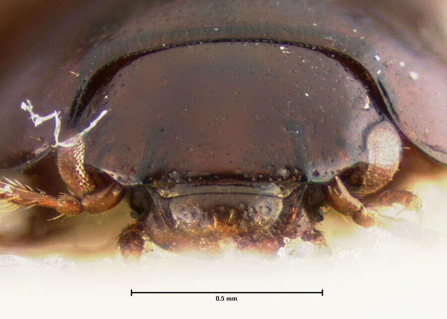 Image of Stetholiodes