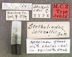 Image of Stetholiodes