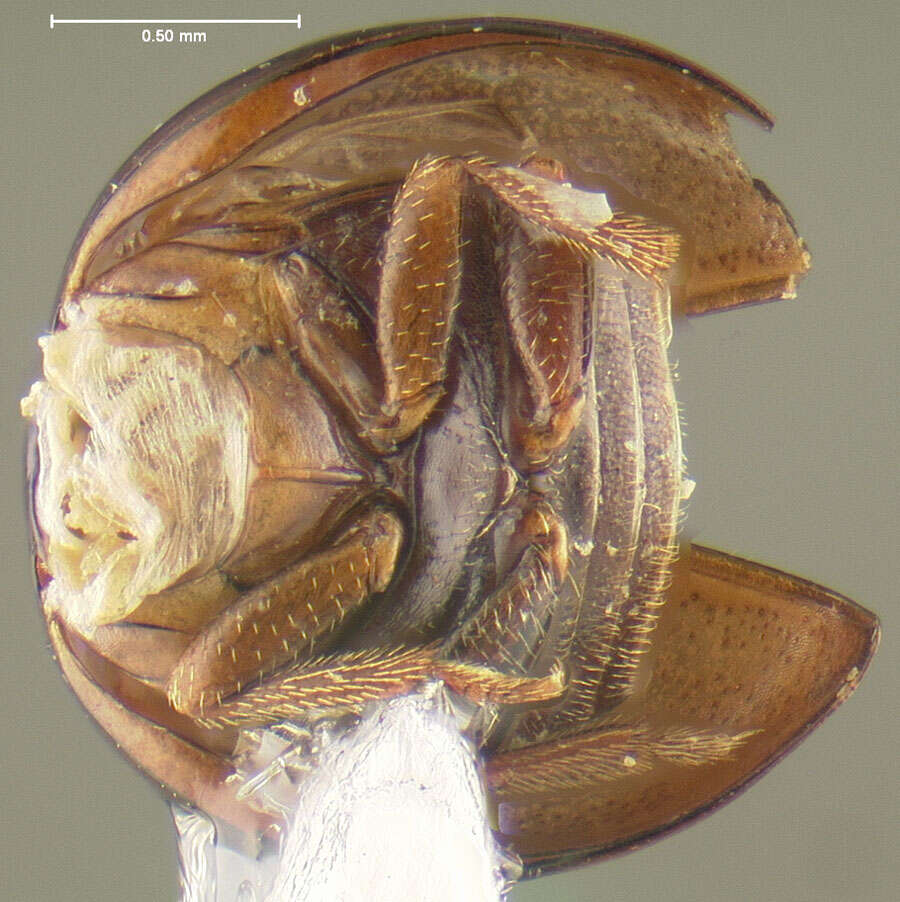 Image of Agathidium (Neoceble) lindbergi Palm 1975