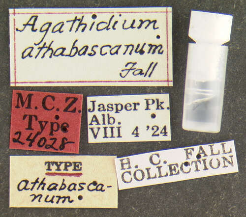 Image of Agathidium (Pulchrum) athabascanum Fall 1934