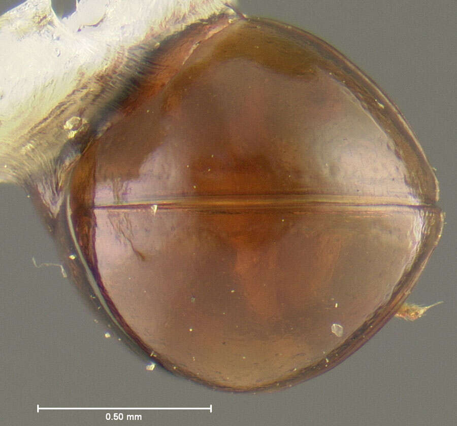 Image of Agathidium (Brevisternum) brevisternum Fall 1934