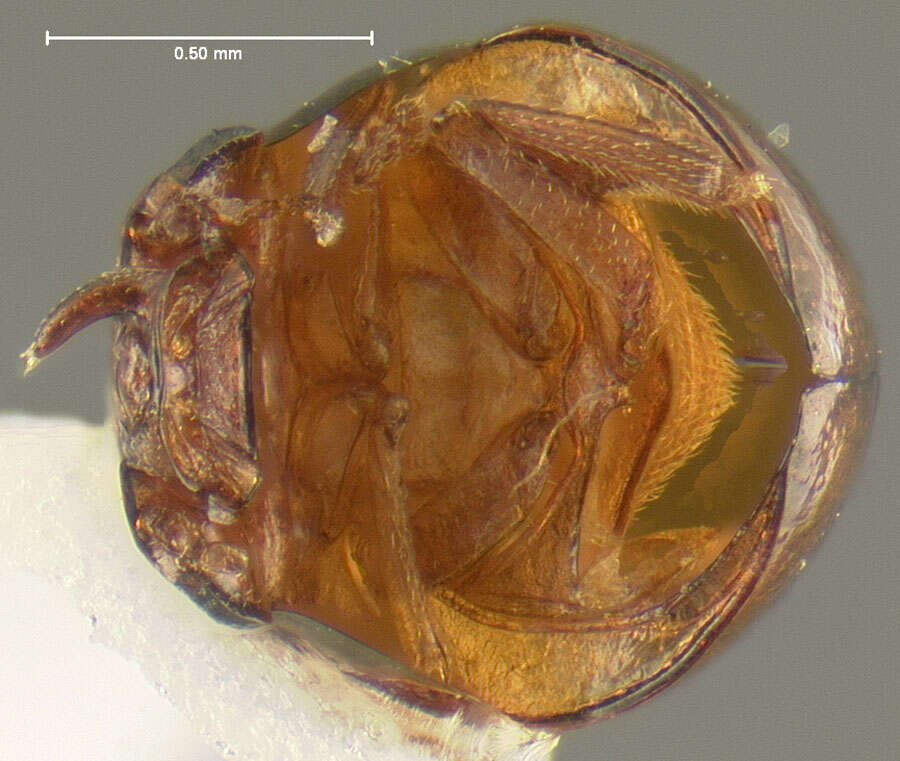 Image of Agathidium (Brevisternum) brevisternum Fall 1934