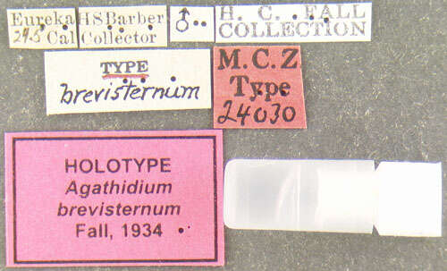 Image of Agathidium (Brevisternum) brevisternum Fall 1934