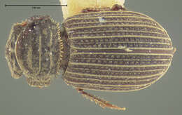 Imagem de Odochilus philippinensis Rakovic 1987