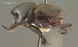 Image of Onthophagus yunkara Matthews 1972