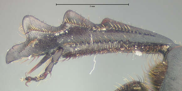 Image de Ontherus (Caelontherus) sanctaemartae Génier 1996